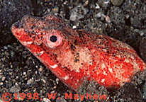Crocodile Snake Eel - Philippines