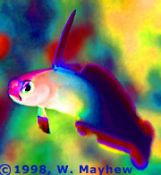Saturated Dart Goby